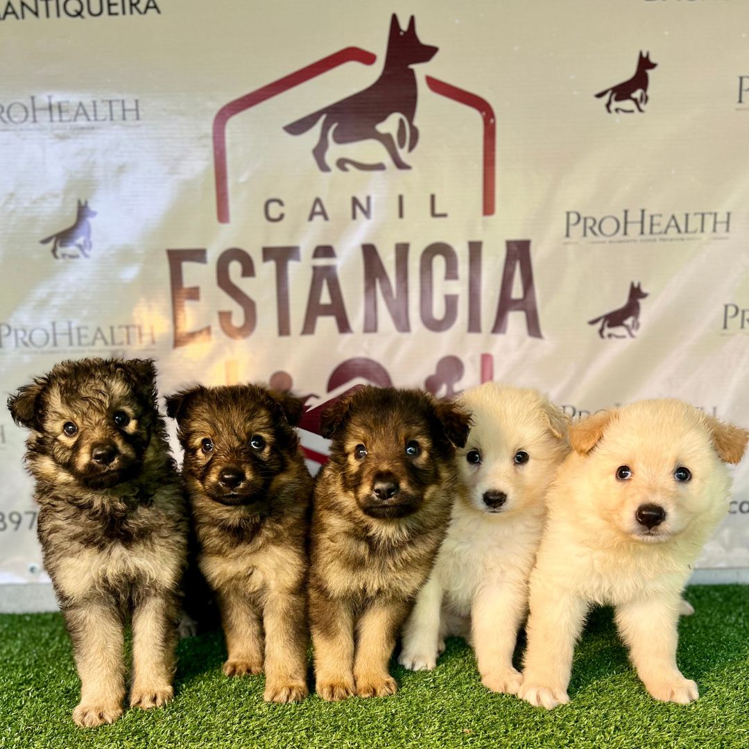 Canil Estancia 