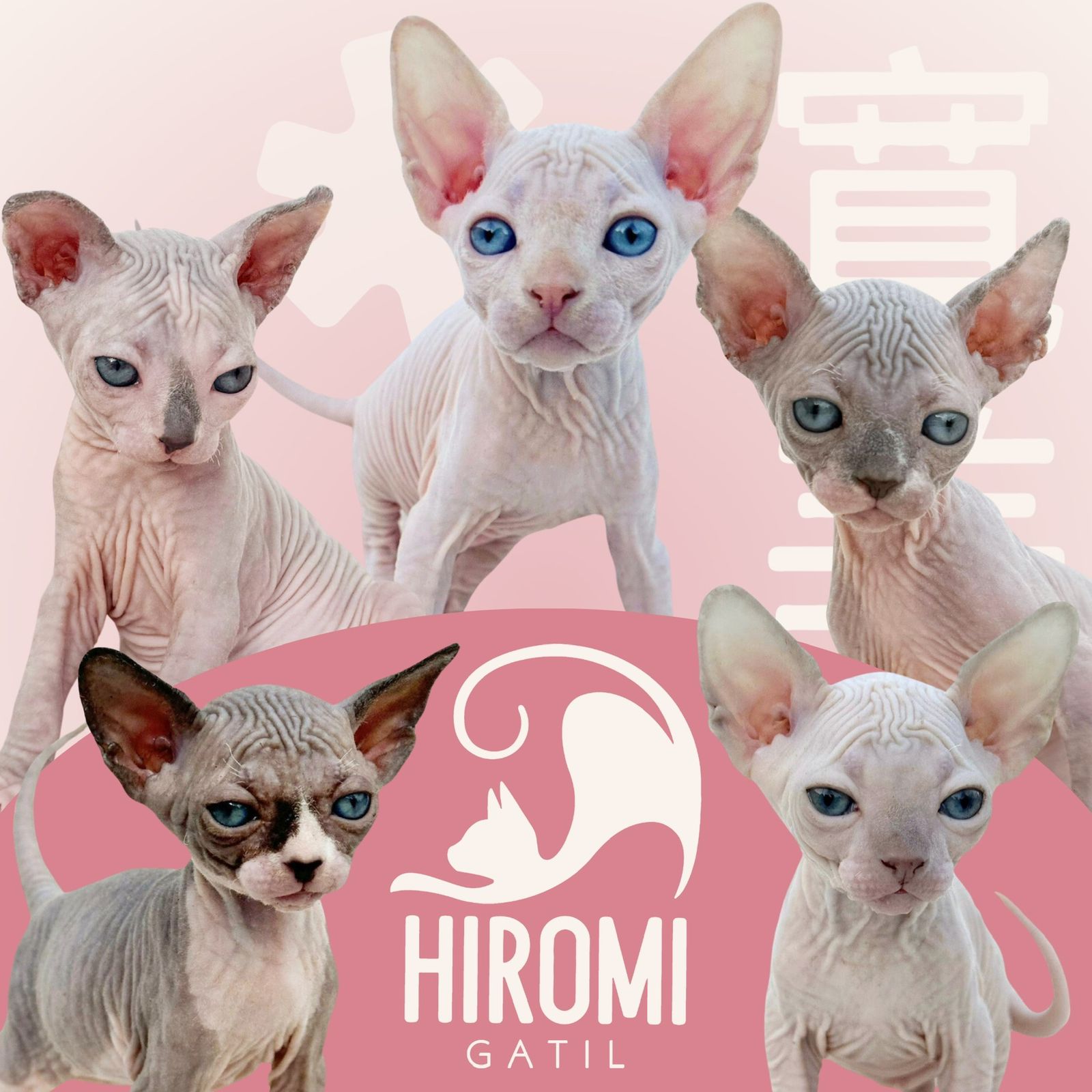Gatil Hiromi