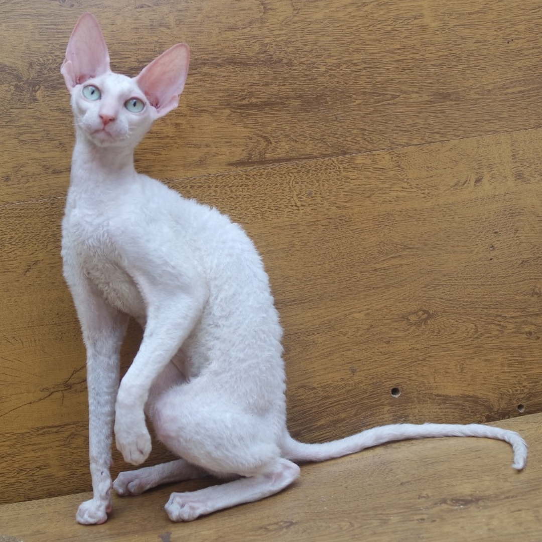 Gatil Segata Rex