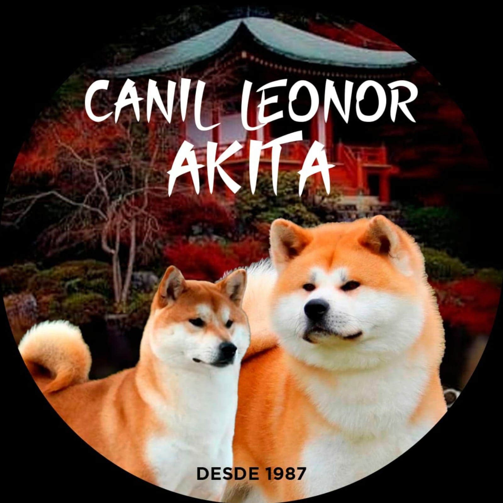 Canil Leonor Akita br