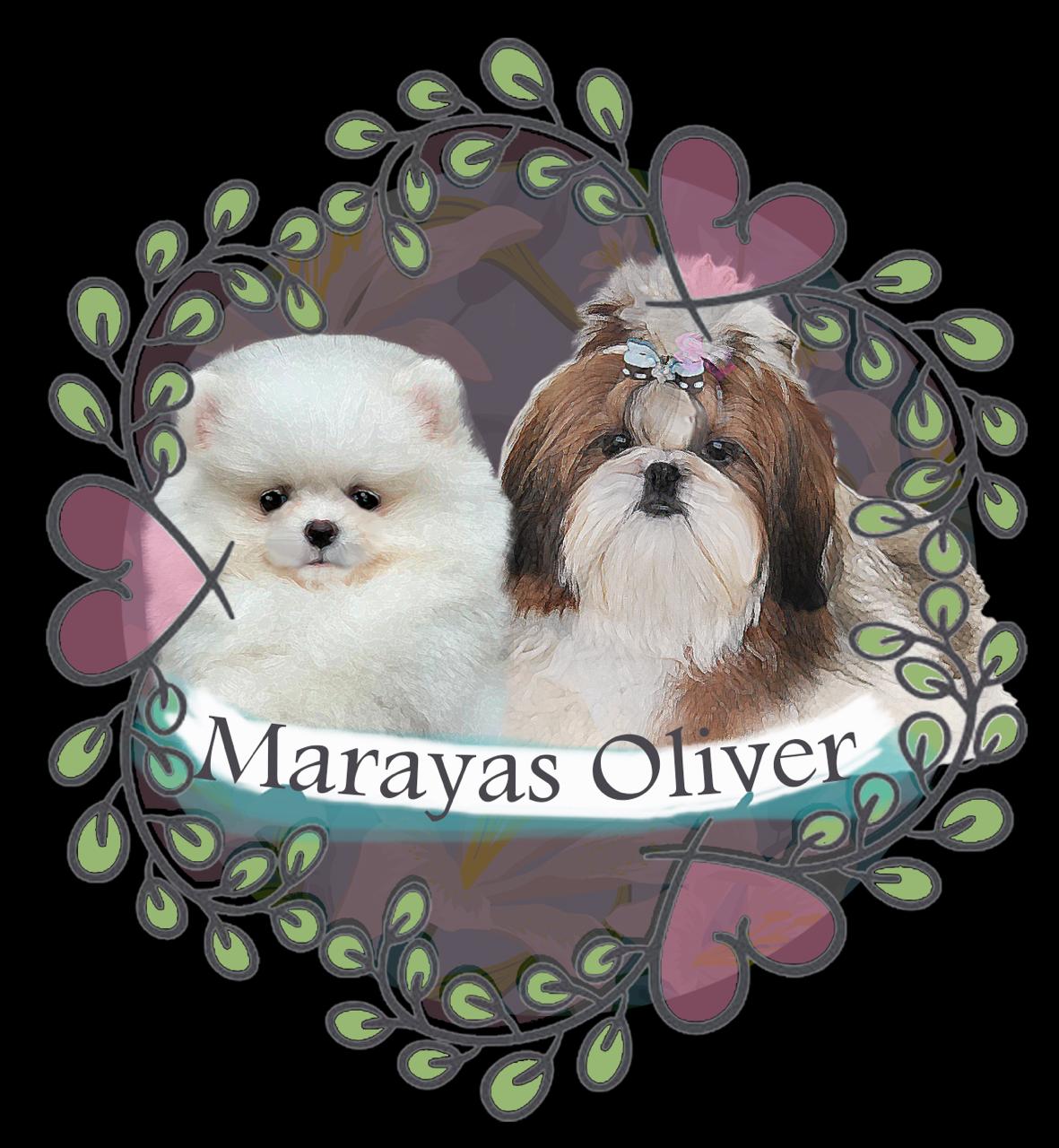 Canil Maraya’s Oliver Canil Maraya’s Oliver