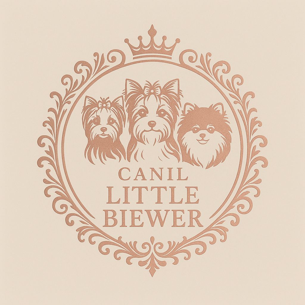 Canil Little Biewer Canil Little Biewer