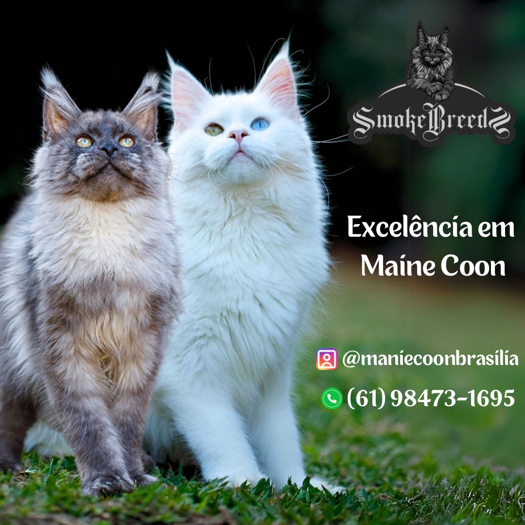 Gatil Smoke Breeds Gatil Smoke Breeds