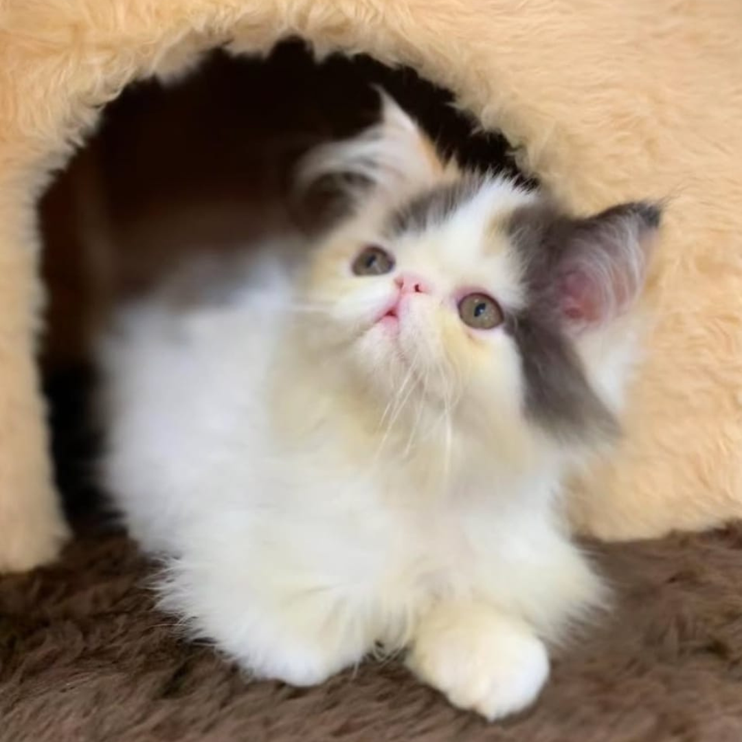 Gatil FelinaeCats