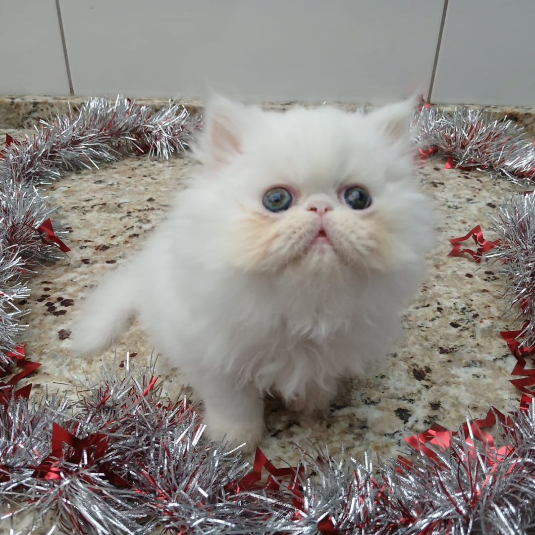 Gatil Lara Miau 
