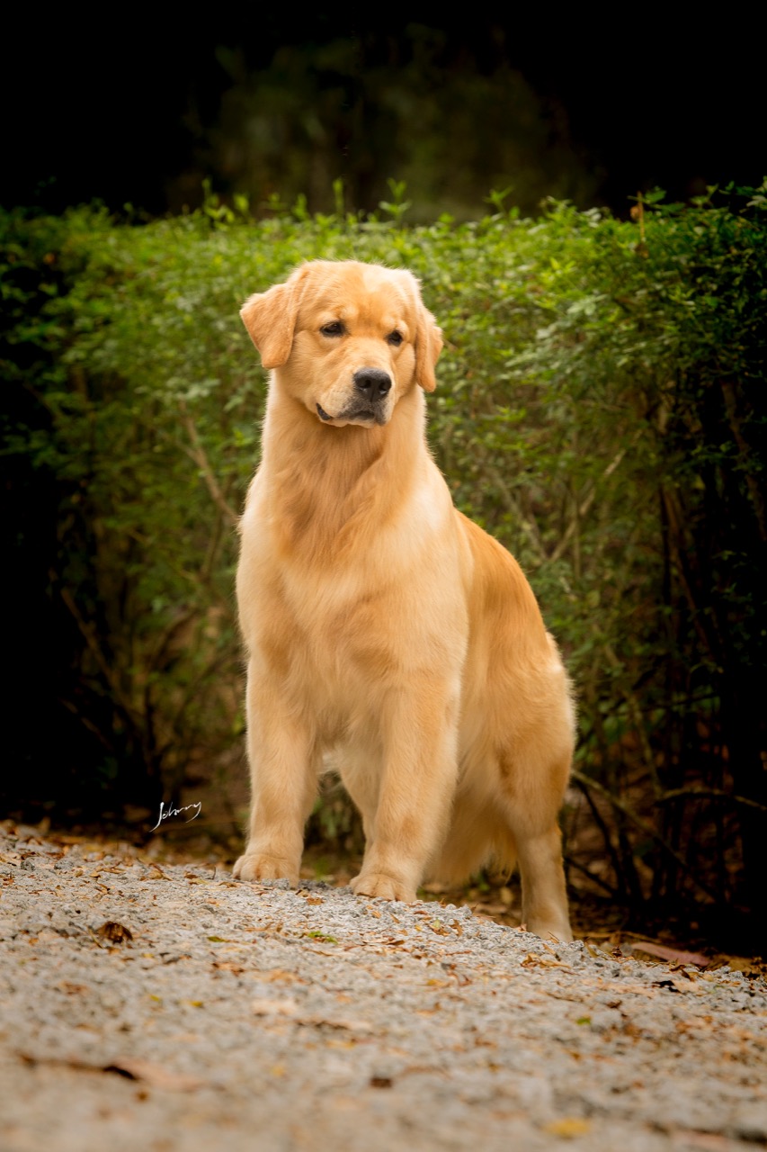 Golden Sunset Kennel