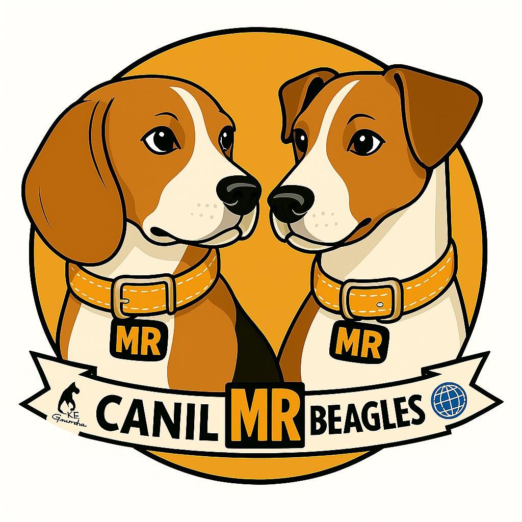 Canil Mr. Beagles Canil Mr. Beagles