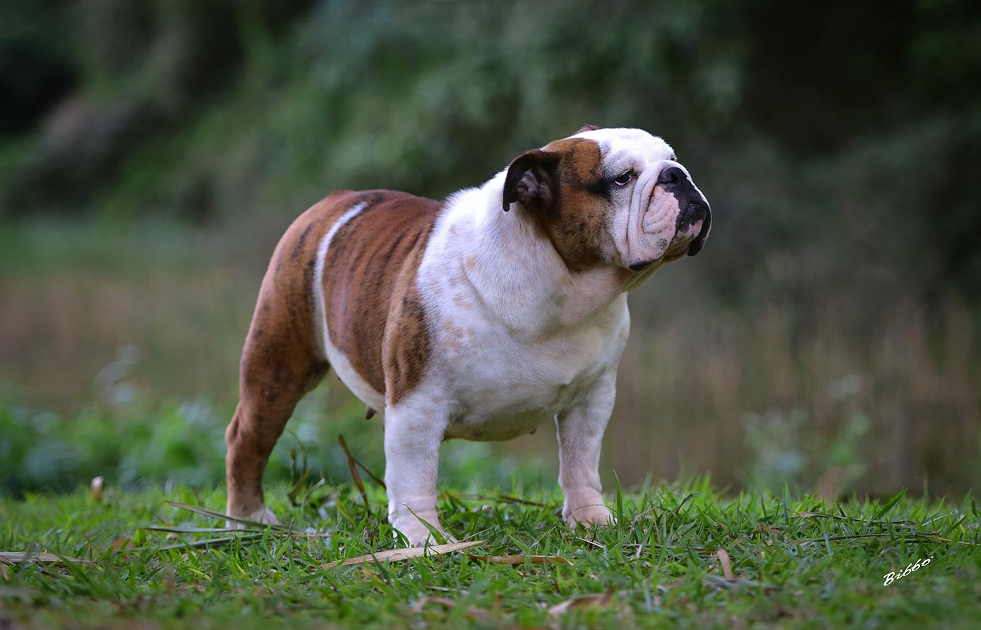 Canil TopBulldogs